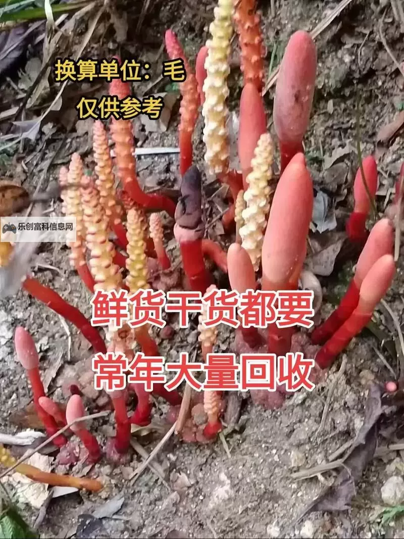 神话十大仙果仙草:传说中的奇幻仙境与神奇植物图2