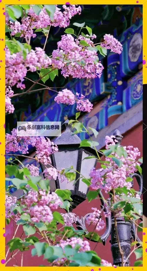 关于五月丁香六月丁香激情综合的深度解析与用户体验分享图1