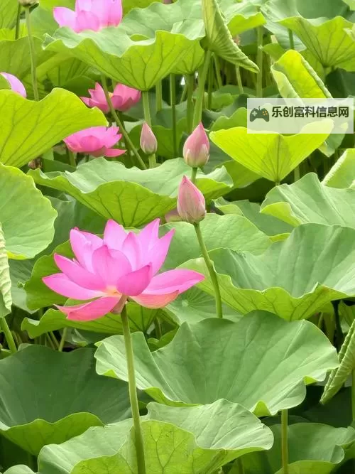 “张柏芝艳照门事件回顾与影响探析”图1