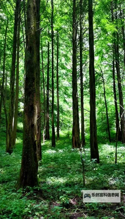 九阴易容下山流程详解:步步指南助你顺利实现变身图1