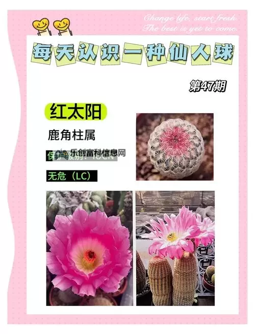 探索赛尔号仙人球的奇幻冒险之旅图2