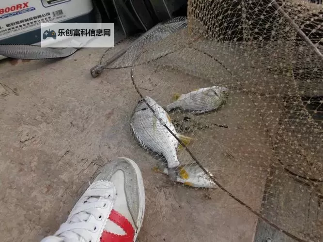 探索精彩内容:尽享无限乐趣的鱼乐无限网站图1