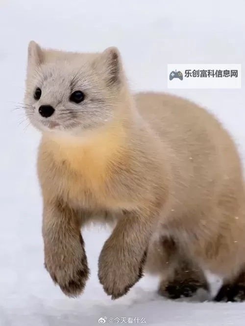 如何提升NBA2K14的流畅:实用技巧与优化指南图1