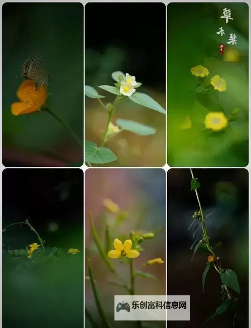 小黄花必看日本:探索日本最迷人的黄花景点指南图2