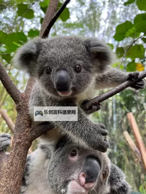 如何提升NBA2K14的流畅:实用技巧与优化指南图2