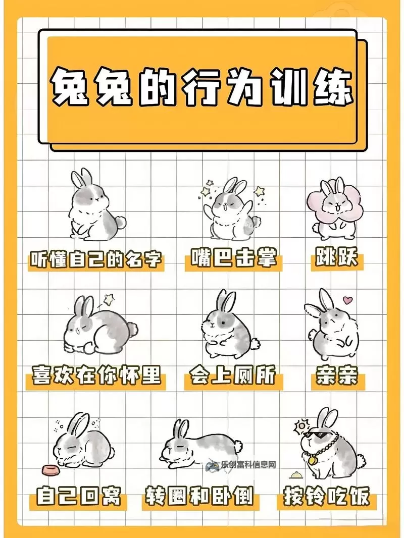 探秘长毛兔养殖视频:详细教程与养护技巧图1