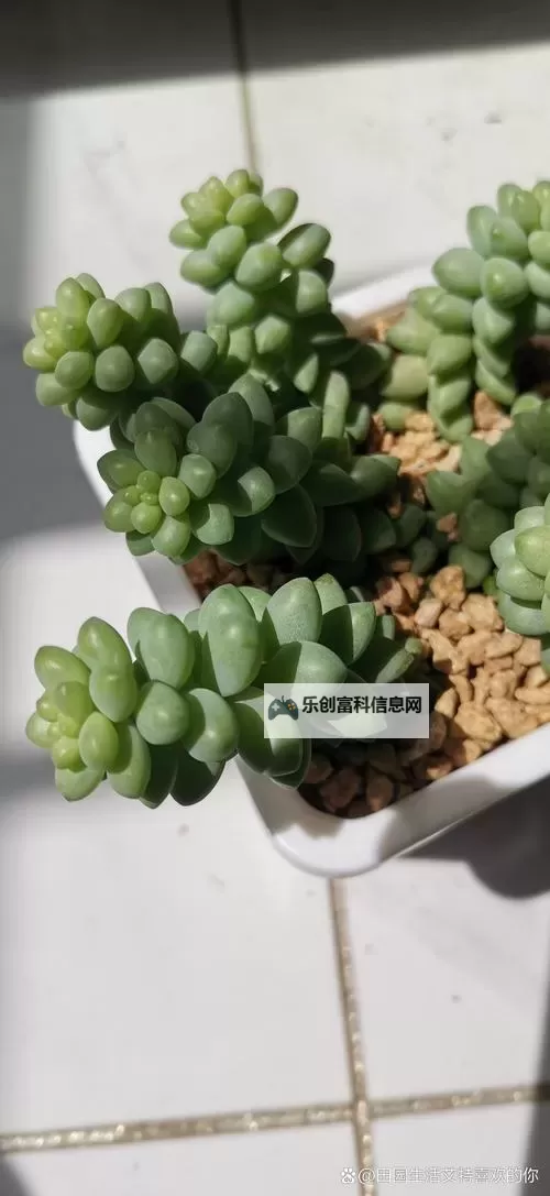 整篇都是车的多肉1V2推荐:探索汽车风格多肉植物的最佳组合图1