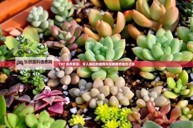 整篇都是车的多肉1V2推荐:探索汽车风格多肉植物的最佳组合图2