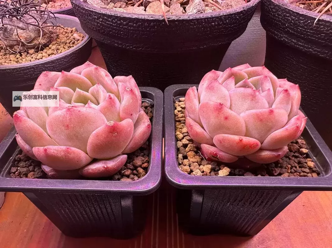 整篇都是车的多肉1V2推荐：汽车主题多肉植物全攻略图1