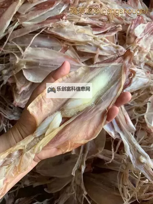 最新报道：鱿鱼B25777直接进入市场引发热议图1