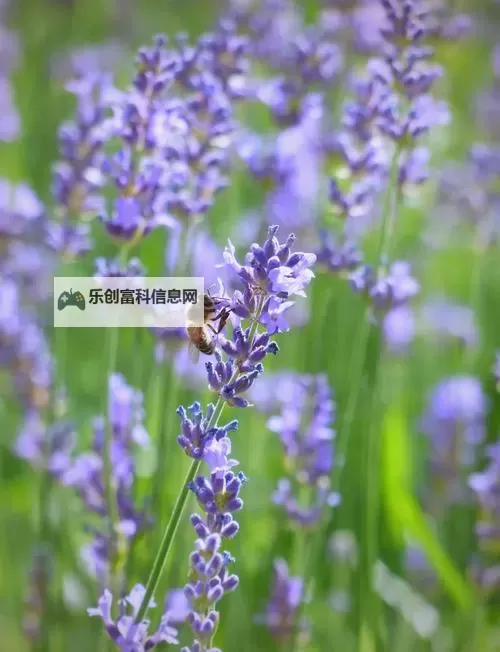 震撼星空天美免费视频观看，让你领略最壮丽的夜空奇观图1