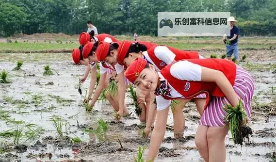 情侣100种插秧视频：甜蜜时光里的田园浪漫图1