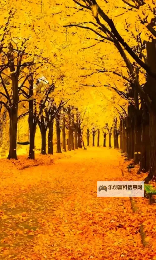 《勇者斗恶龙英雄2》小金币获得方法及兑换道具一览 小金币怎么获得图1