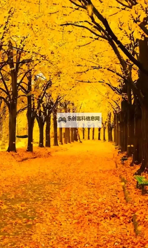 《勇者斗恶龙英雄2》小金币获得方法及兑换道具一览 小金币怎么获得图2