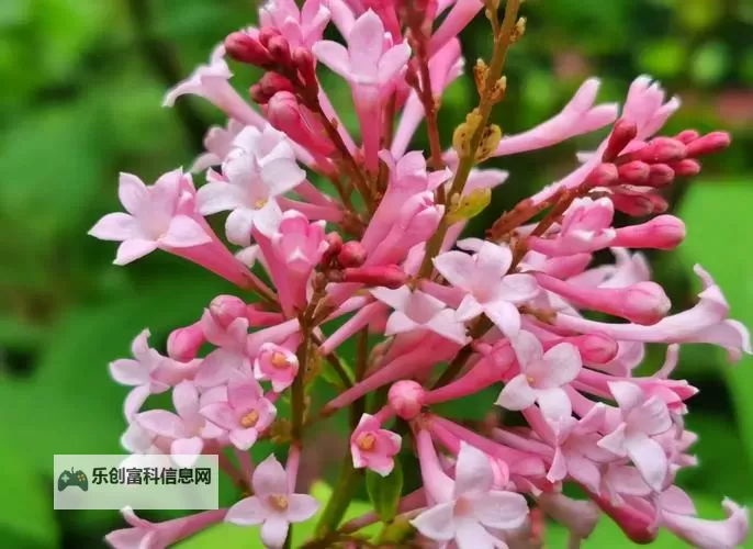 色色五月丁香:网络情色内容的传播机制与社会影响图1