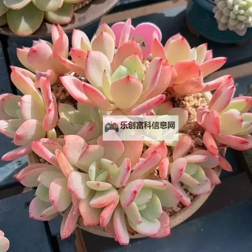 整篇都是车的多肉1V3比P:荒诞科幻中的对决与自我图1