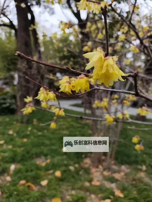 《大当家之路》商帮攻略:商帮玩法规则详解图1