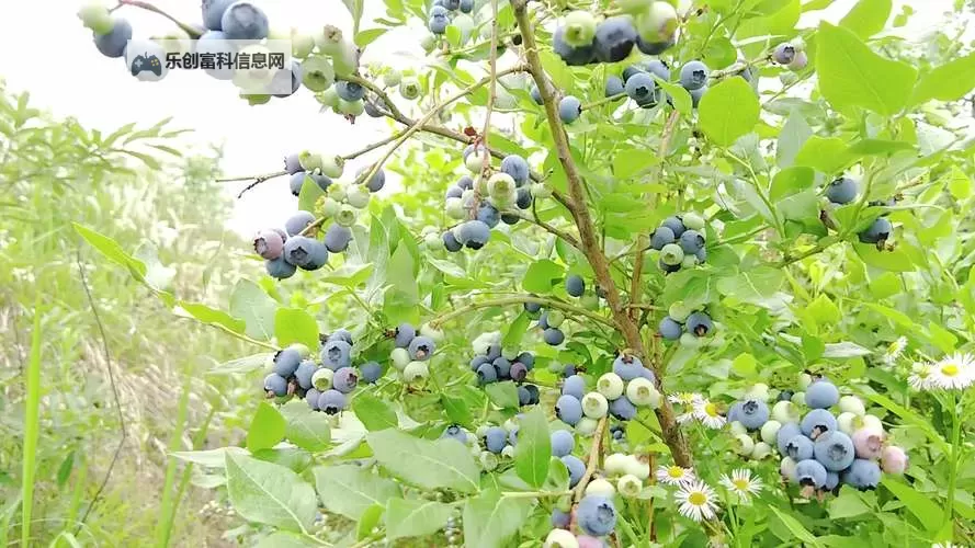 全网热推:在线无限看 免费蓝莓视频,让海量影视一键尽享图1