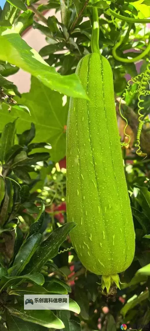 夏日海风里的记忆:91香蕉丝瓜与潮汐的呢喃图1