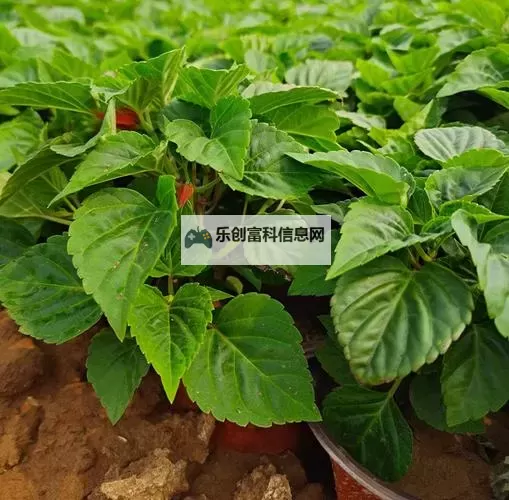 17.c-起草红:夜色下的纸页与笔尖的宣言图1